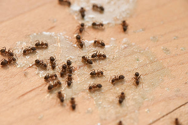 Best Pest Control Near Me  in Progreso, TX